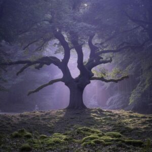 Dark forest - Trap Soul type beat (mastered)