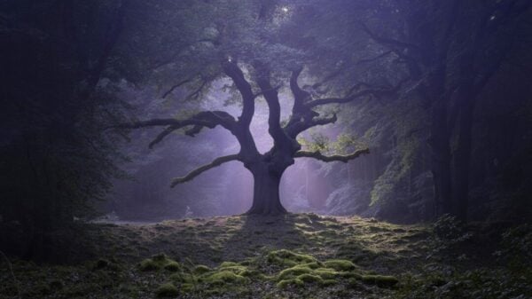 Dark forest - Trap Soul type beat (mastered)